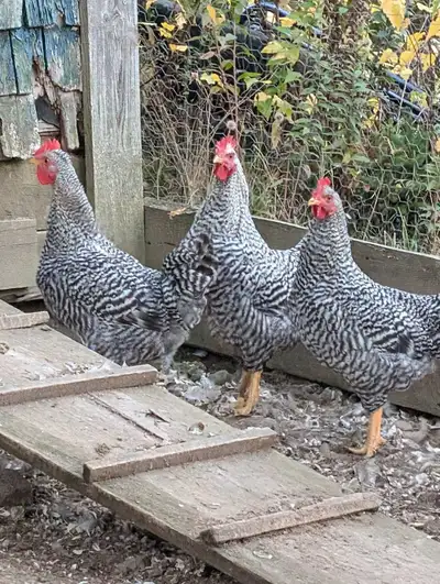 2 Roos FREE, View more