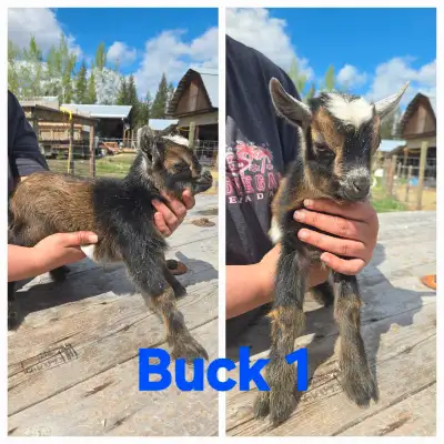 Nigerian Dwarf Bucklings , View more
