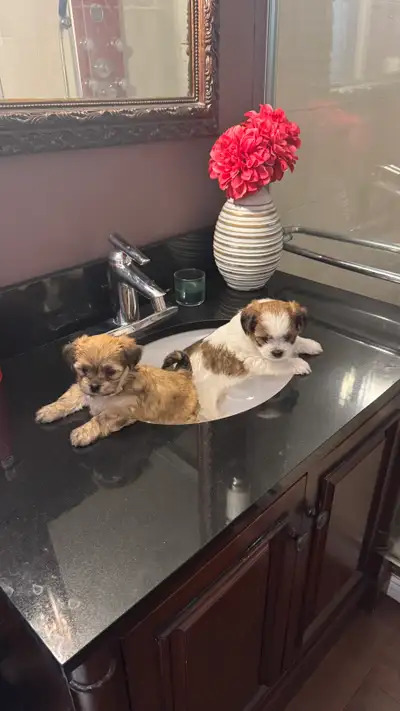 multipoo puppy tiny toy, View more