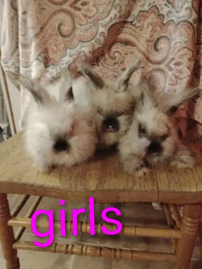 Angora rabbit kits for sale, View more
