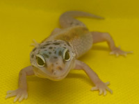 Bébé gecko léopard femelle