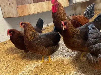 Poussins de poule Bielefelder à vendre, View more