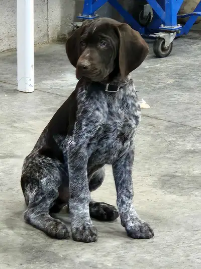 Deutch Drahthaar (wire haired pointer), View more