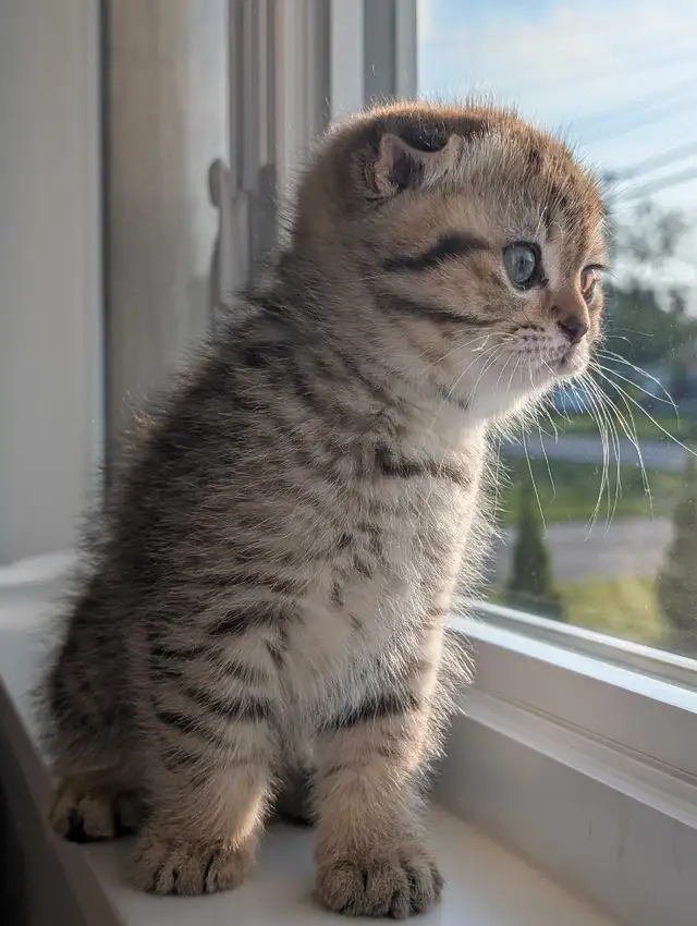 Scottish fold X British Shorthair Kittens in Cats & Kittens for Rehoming in Moncton - Image 9