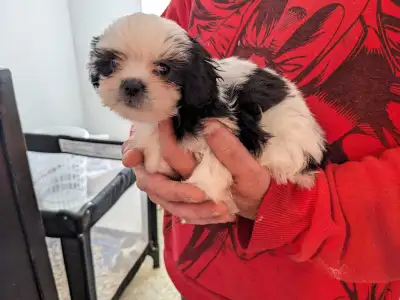 Panda is looking for her Furever home, View more