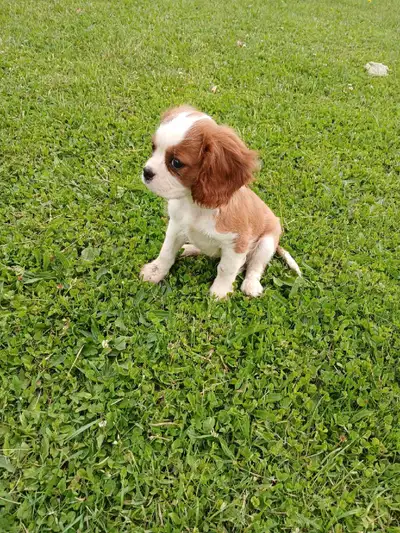 King Charles Cavaliers , View more