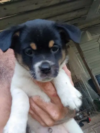 8-week-old male Rottweiler mixed with Chihuahua, View more