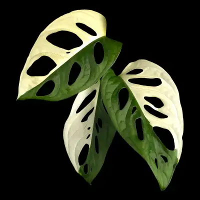 bac avec 10 boutures monstera adansonii mixtes variegated, View more