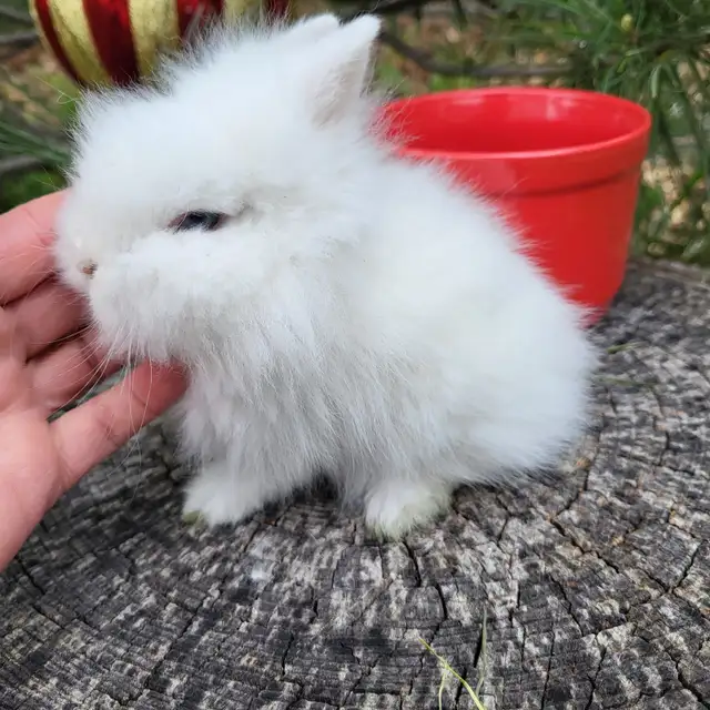 EXTRAORDINARY Netherland dwarf,  mini rex, Holland lop bunnies in Small Animals for Rehoming in Mississauga / Peel Region - Image 10