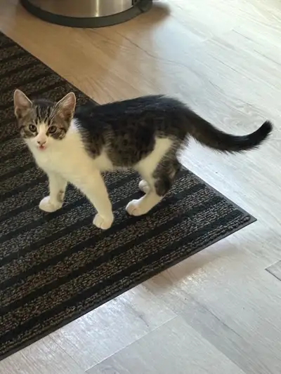 J’ai 1chatons mâle Doux ronronneux joueur Tranquille la nuit Propre Habituer au autre chat et au chi...