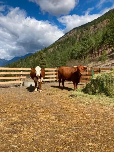 Bred Heifers, View more