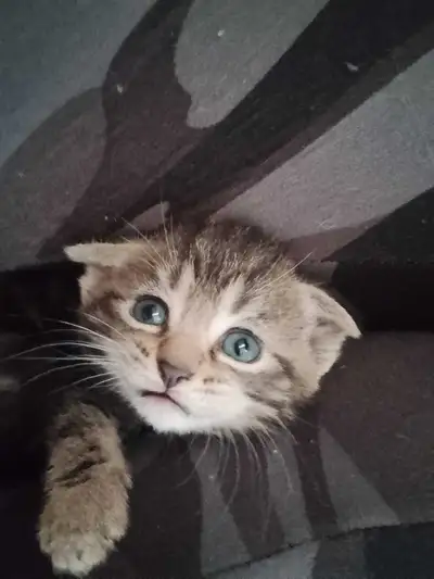 Scottish fold & straights kittens for sale, View more