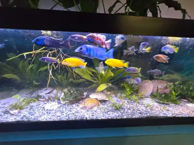 african peacock cichlid, View more