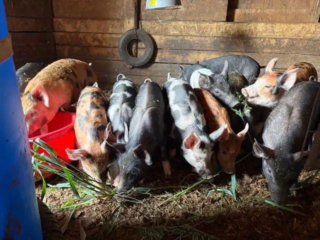 bacon seeds in Livestock in Red Deer - Image 7