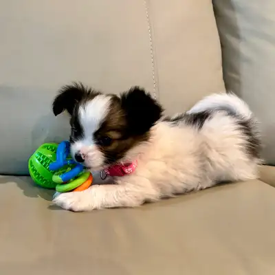 CKC Rgistered Papillon Puppies, View more