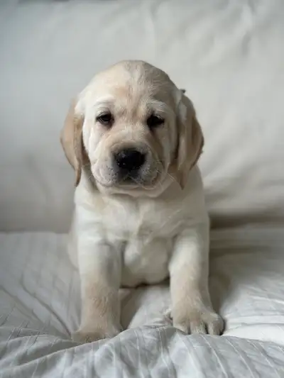 CKC registered English Lab puppies, View more