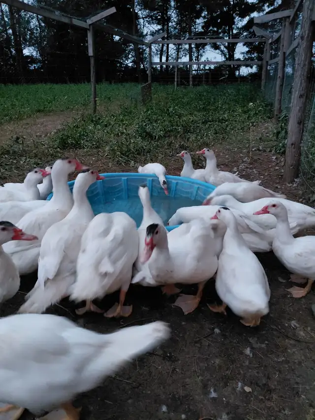 Muscovy ducks in Livestock in Peterborough - Image 2