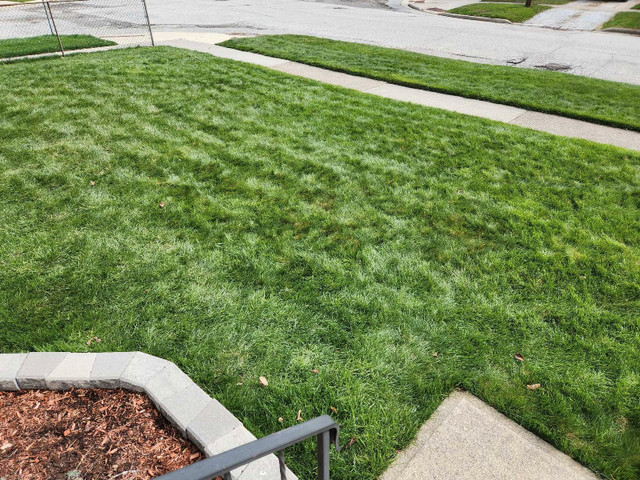 Lawn Rolling & Aeration services.  in Lawn, Tree Maintenance & Eavestrough in Sarnia - Image 2