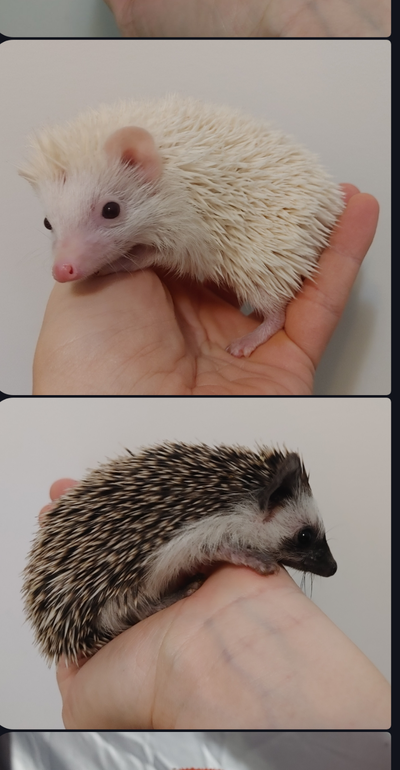 Reserving Sweet baby hedgehogs ♥Jonas or Chase!!, View more