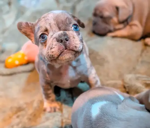 We specialize in luxury miniature French Bulldogs located in agassiz, British Columbia blue fawn mal...
