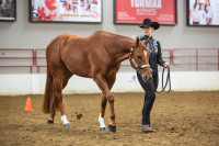 2019 AQHA Gelding