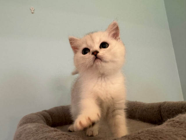 TICA registered British shorthair kittens for rehoming dans Chats et chatons à adopter  à Ville de Montréal - Image 2