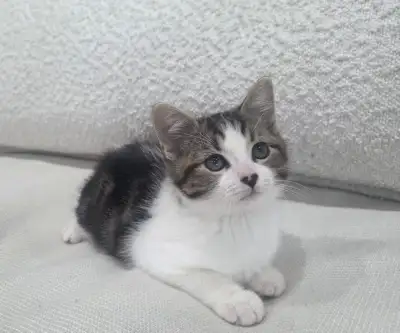 Chaton hypoallergenique, View more