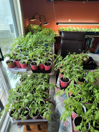 Tomato Plants - Early Girl variety 