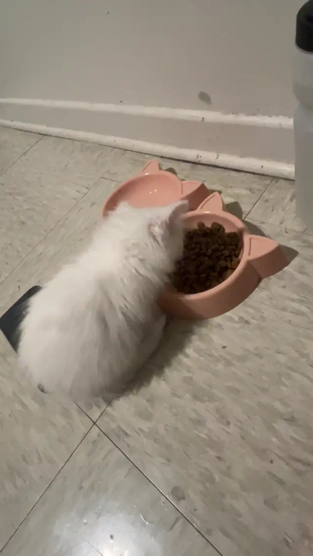Simba needs a new home  in Cats & Kittens for Rehoming in City of Montréal - Image 3