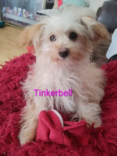 3 Bichon Frise pups, View more