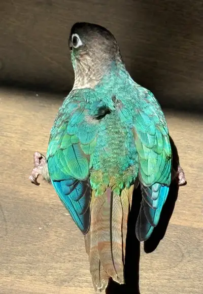 fully weaned Violet Green-Cheek Conure baby, View more
