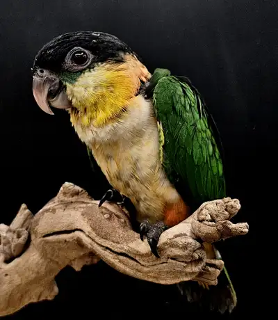 CAIQUE TÊTE NOIRE NOURRIS A LA MAIN, View more