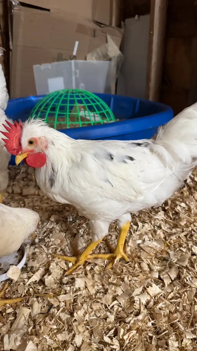 2 Free roosters to good home  in Livestock in Annapolis Valley - Image 3