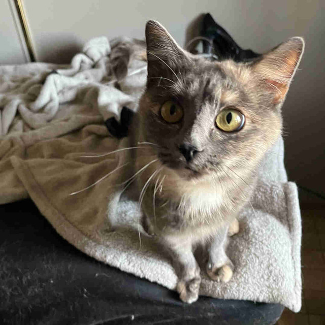 Cats to good home in Cats & Kittens for Rehoming in Medicine Hat