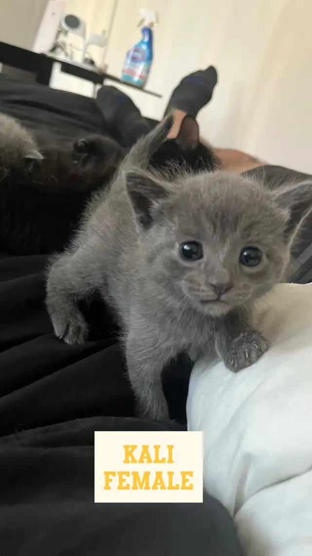 Kittens 2 months old in Cats & Kittens for Rehoming in City of Montréal - Image 4
