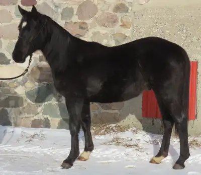 Really Nice 2024 Black AQHA Gelding !!!, View more