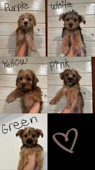 Yorkie puppies , View more