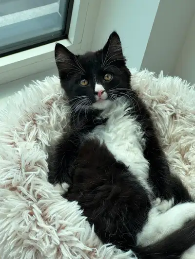 Adorable Chaton Mâle -Adorable Male Kitten, View more