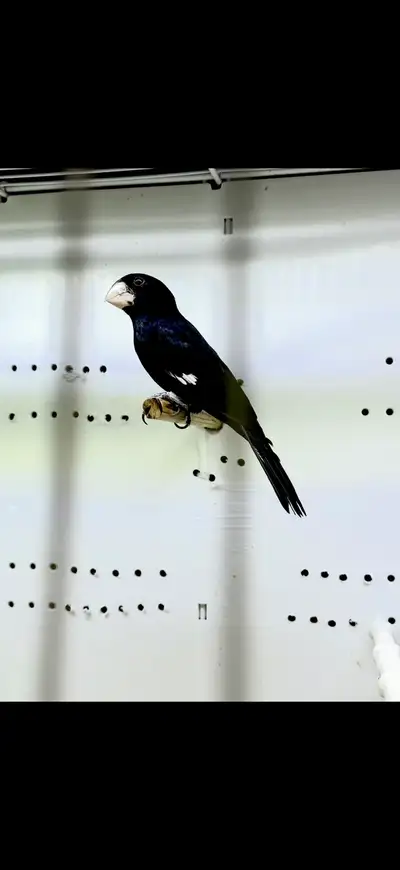 Bicodo ( Twa Twa ), View more