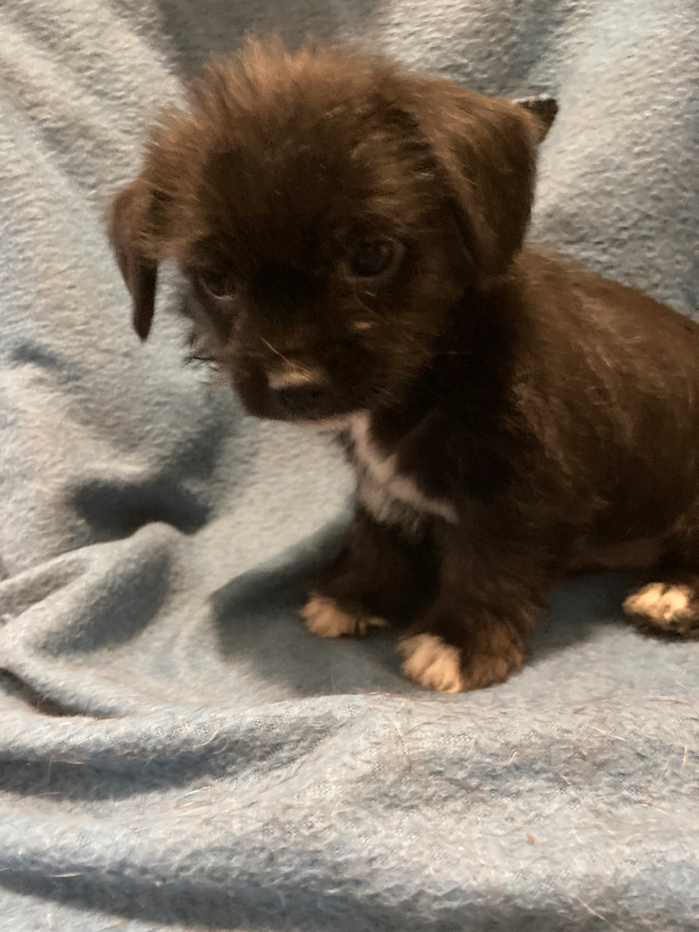 Dachshund chiwahwah shitzu x in Dogs & Puppies for Rehoming in Parksville / Qualicum Beach - Image 2