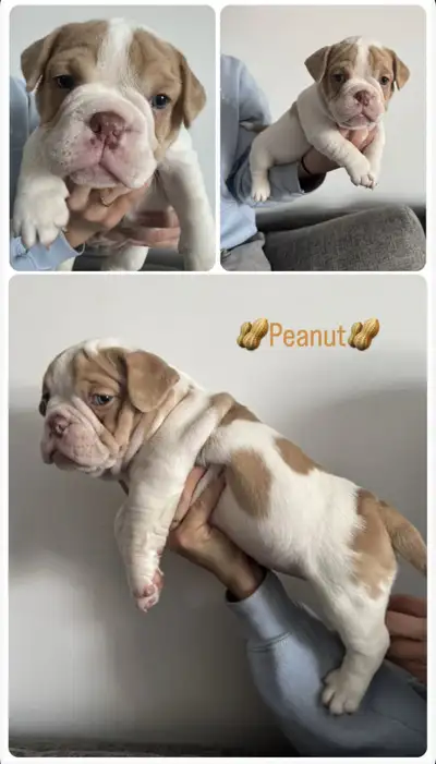 Exotic micro bully , View more