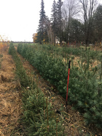 White Pine trees for sale tree