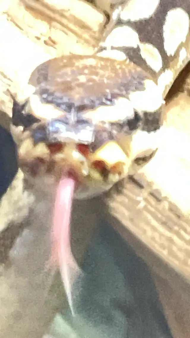 Ball Python with High Handling and Core Snake Display in Reptiles & Amphibians for Rehoming in Ottawa - Image 4