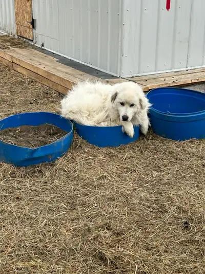 Great Pyrenees, View more