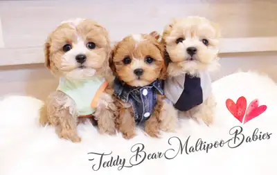 ❤️❤️❤️ TEDDY BEAR MALTIPOO BABIES READY TODAY ❤️❤️❤️, View more