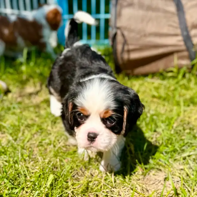 CKC Reg’d fully health tested Cavalier puppy in Dogs & Puppies for Rehoming in St. Albert - Image 5