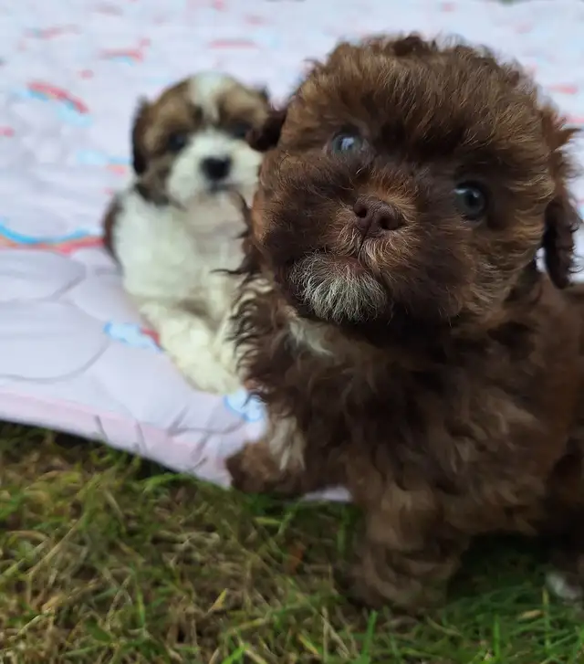 Tiny Teddys | Teddy Bear Puppy • Zuchon Shichon Shih-Tzu Bichon in Dogs & Puppies for Rehoming in North Shore - Image 9