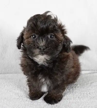 Cute Shih-Tzu x Poodle Puppies - Shih-Poo's, View more