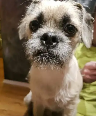 Hi, this is Atlas. He is a pug/king Charles cavalier/ poodle mix. He loves outdoor adventures and is...