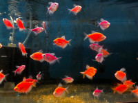 Glow Tetra - ON SALE -8 Types of Glow Tetra was $13.99 NOW $9.99